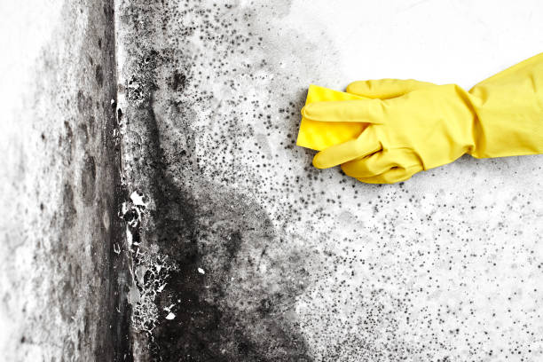 Trusted Princeton, WI Mold Removal Experts