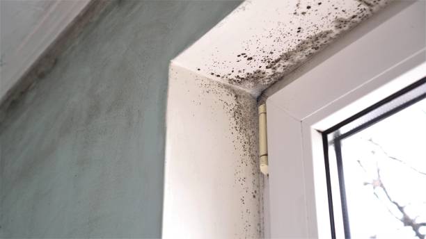 Best Residential Mold Removal  in Princeton, WI