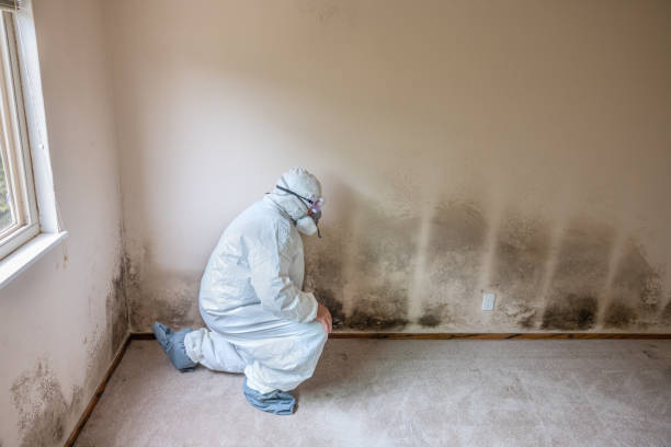 Best Toxic Mold Removal  in Princeton, WI