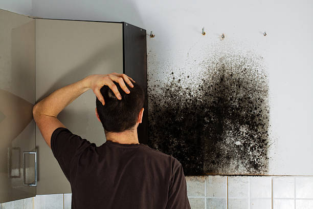 Best Professional Mold Removal  in Princeton, WI