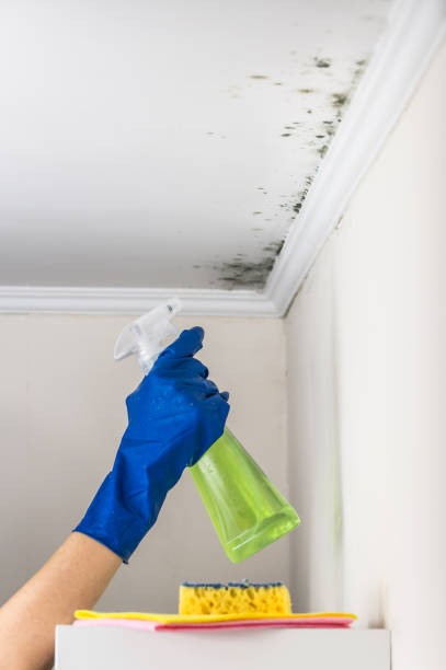 Best Commercial Mold Removal  in Princeton, WI