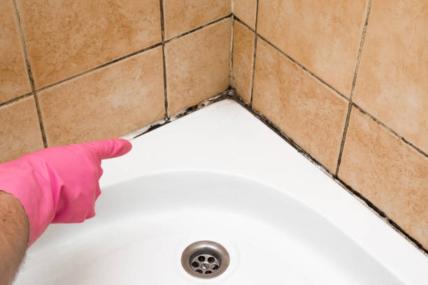 Best Mold Removal Specialists  in Princeton, WI